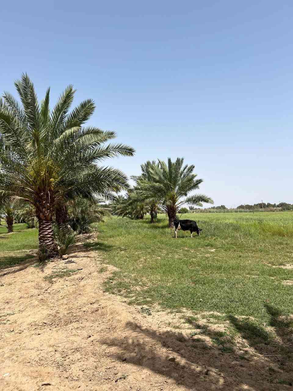 ارض زراعية مساحة 34 دونم في الكوت البسروگية طابو بيه بستان مع 3 بيوت جاهزة و زراعة كافة المحاصيل على نهر الرحمة وماء وكهرباء مستمر ومسيجة الدونم ب 20 وبيه مجال الاتصال ***********
