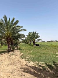 الكوت البسروگية • ٣٤ دونم • ٣ بيوت جاهزة