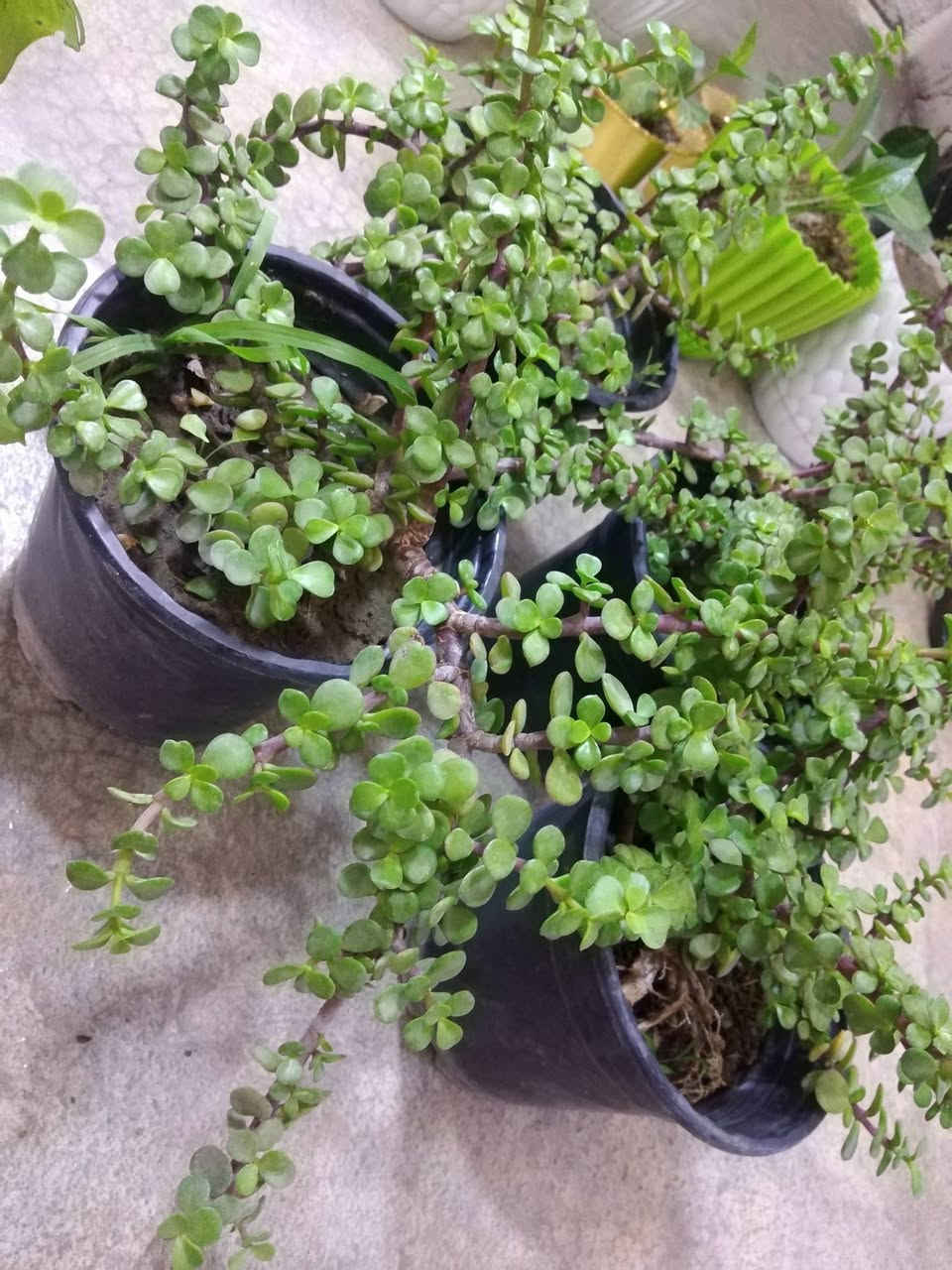 توفر نبات دمعه الطفل السعر الفين 🌿
🌿 بيع ورد طبيعي ومنعش
🚚 توصيل مجاني داخل هبهب
📍 أقرب نقطة دالة: قرب مدخل المجمعات
📩 للطلب مراسلتنا خاص


**إذا كنت صاحب هذا الإعلان وتريد حذفه لأي سبب، رجاءا أرسل رسالة إلى الدعم الفني**