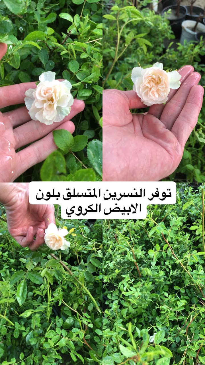 اللهم صلي وسلم على سيدنا محمد وعلى اله وصحبة وسلم تسليما.
توفر عدنا انواع مـٰن  الورود المختلفه و الحمضيات و مبيدات والمنشطات والبتموس 🤍

العنوان : بغداد /سلمان باك / قرب جامع سعد /شارع الحدادين 🤍

سوينا لكم بيج على برنامج الإنستقرام لكي نجاوب على اسئلتكم المتنوعه 

اسم البيج : بيج مشتل ابو علي الفراجي 

يوزر البيج: l0.33.m

رابط البيج:https://www.instagram.com/l0.33.m?igsh=bGZmMGw4bTN2ODZw

 

مشتل ابو علي الفراجي يرحب بالجميع 🤍


**إذا كنت صاحب هذا الإعلان وتريد حذفه لأي سبب، رجاءا أرسل رسالة إلى الدعم الفني**