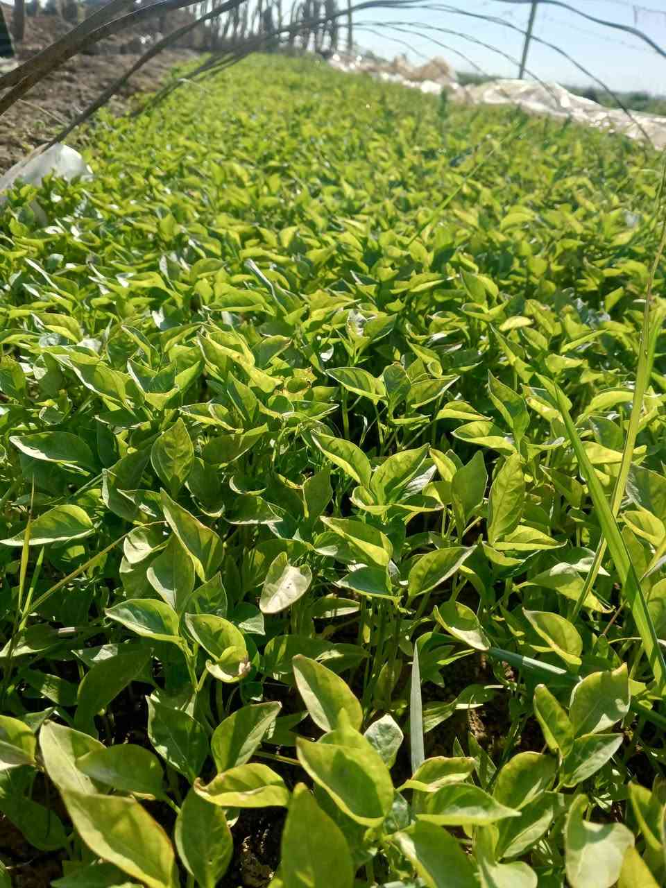 يوجد لدينا باتجان وفلفل بيهة ضمان في ناحية سلام ‏‪***********‬‏
