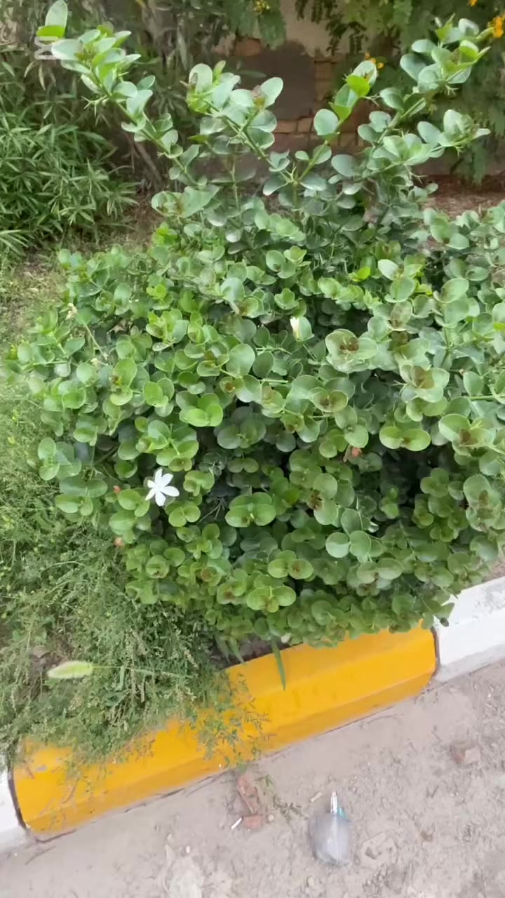 الكاريزيا


**إذا كنت صاحب هذا الإعلان وتريد حذفه لأي سبب، رجاءا أرسل رسالة إلى الدعم الفني**