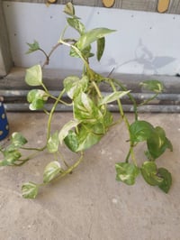 ورد • توصيل الخالص • حي الزهراء