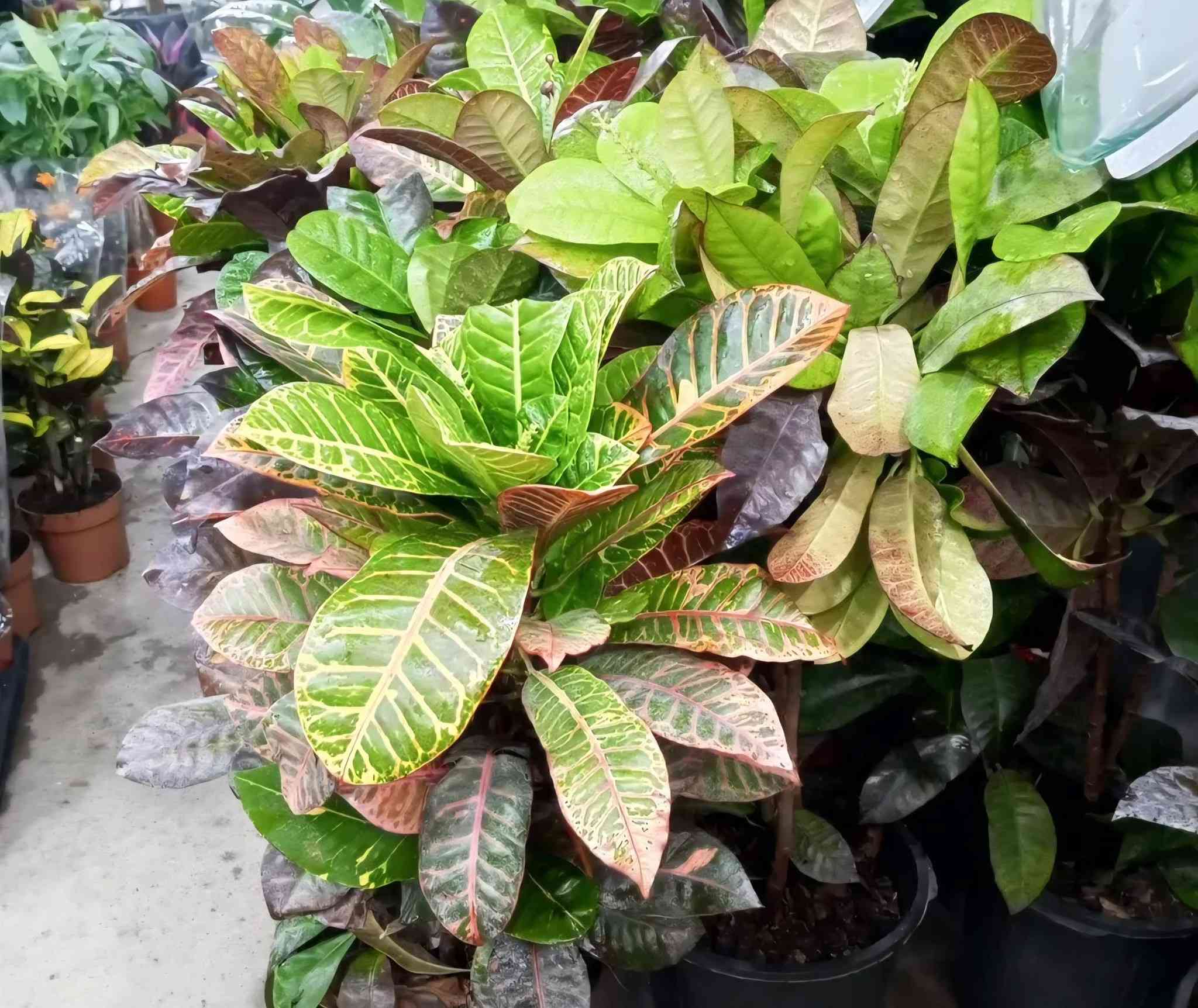 مشتل الشارودي
متوفر لدينا 
نباتات ضليه هولنديه. جميع الأنواع. 
ومستعدين تجهيز كافه الحدايق 
العنوان بعقوبه الجديدة شارع الجامع سعد بن معاذ مقابل كافي كراندرز 
للاستفسار[***********] هاني الشارود 
............[***********]ابراهيم الشارود
