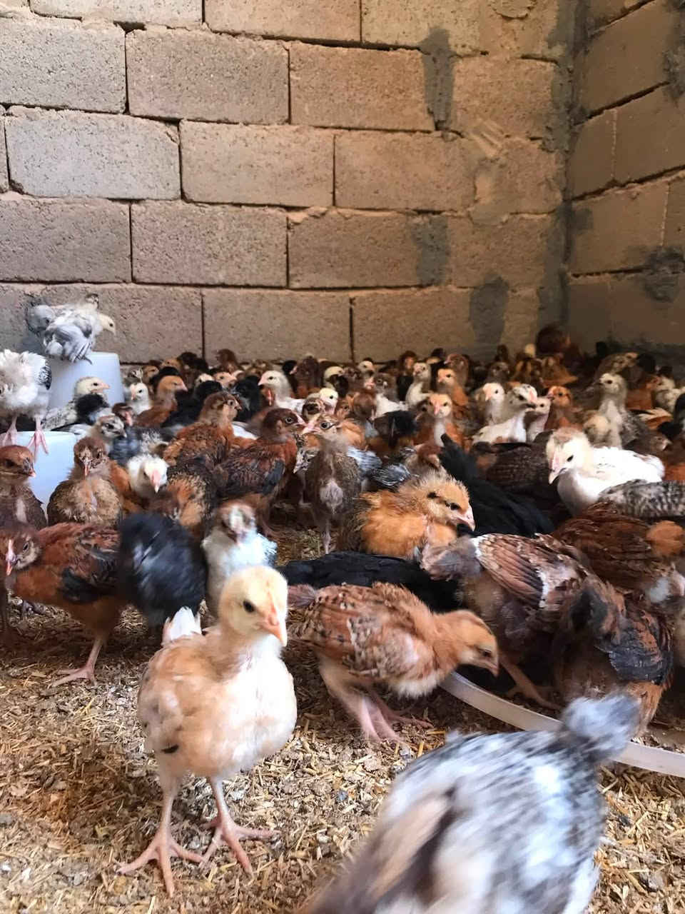 السلام عليكم 
يتوفر افراخ دجاج عرب شرط عرب اصلي العدد خير من الله عمرها تقريباً 25 يوم ماخذه نيوكاسل و IP والتهاب صره 
سعر التك 2500 مكاني حديثه 
واتساب ***********
