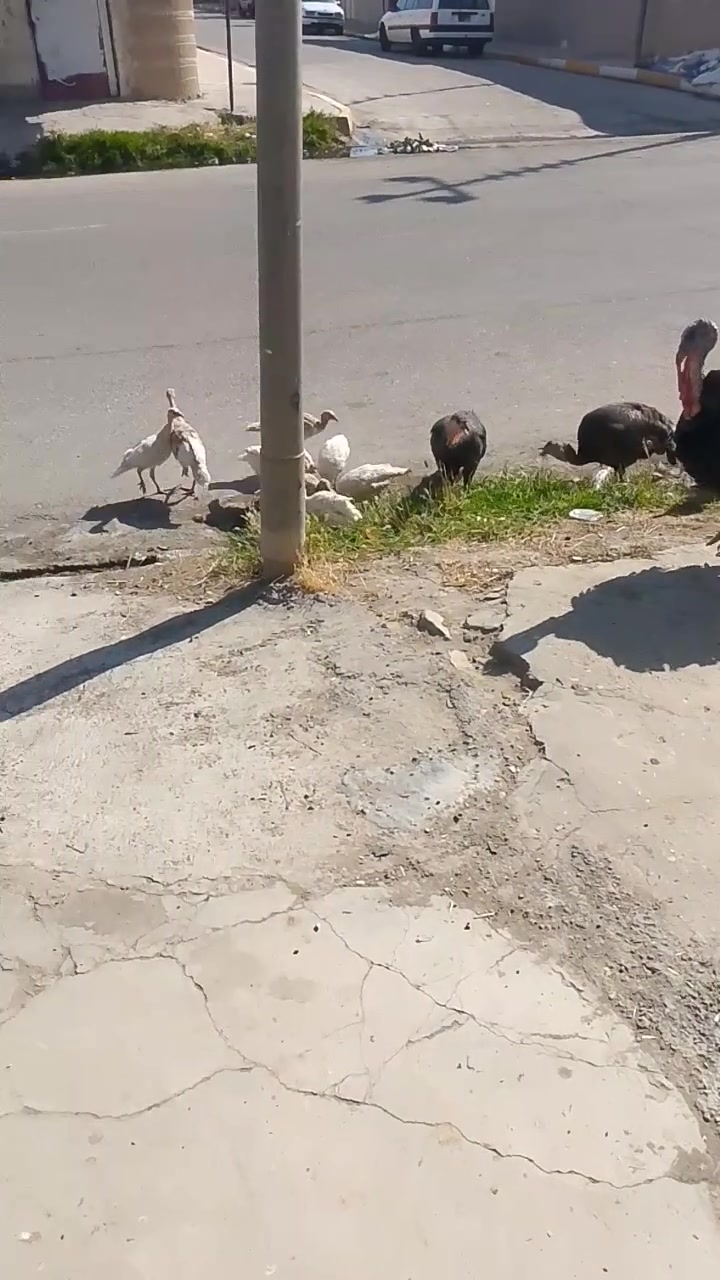 علو هولندي للبيع عنوان طريق مستشفى العام مقابل دكتوره ولاء اي ***********
