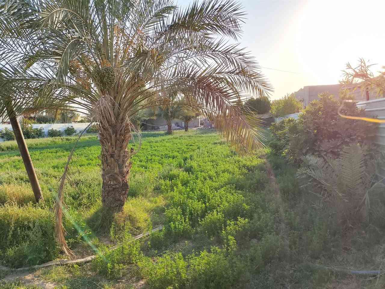 ارض للبيع في حي الحكيم المساحه دونم مع بيت بناء بلوك مساحه ٢٠٠م تقع ع شارعين شارع جهه مدرسه شهداء الطليعه وشارع جهه الري الارض حاليا مزروعه جت يتوفر ماء اساله وتبليط وكهرباء
@الجميع ***********
