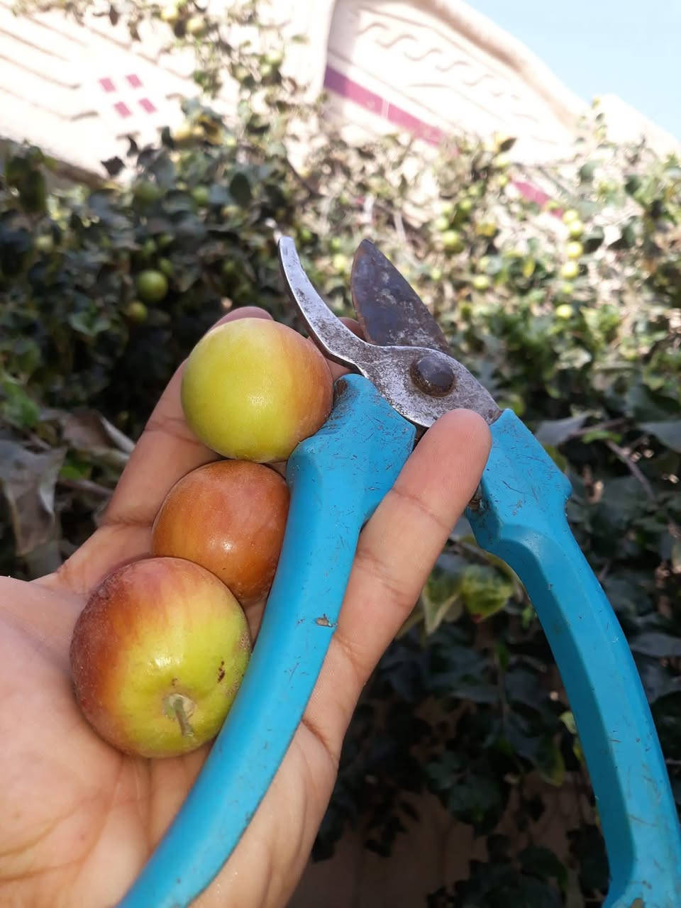 السلام عليكم ورحمة الله وبركاته
للتطعيم بكافه انواعه التفاحي العادي والتفاحي التجاري
الزيتوني والتايلندي العرموطي والباكستاني،
الاتصال ***********
