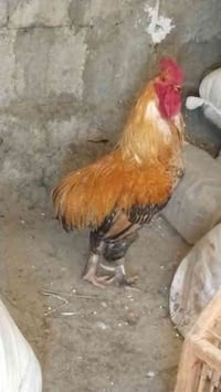 سڵاو هاوڕێیان ئەو دوو کەڵەشێرە بەردەستە ماڵی سەر بڕینە بۆ ناو مریشکیش ...