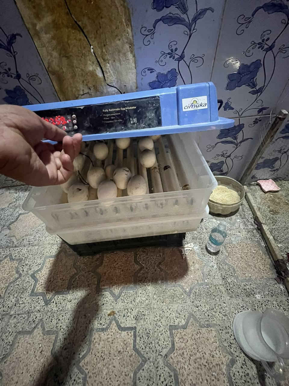 متاح نثايه ثنين وحده بياضه كوبرا و ٥ مخاليف  العدد( ٧ )السعر  ١٥٠.         فقاسه فول وتماتيك تشيل ٢٣٠ بيضه.  سعر الفقاسه ١٧٥.  المكان قضاء #الجبايش. ***********

