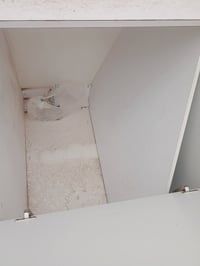 كنتور تركي • أبيض