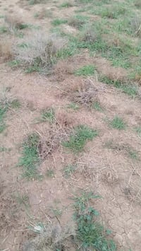 للبيع 25 دونم زراعي عقد 117 كافة اوراقها موجوده  وصاحبها الشرعي موجود ...