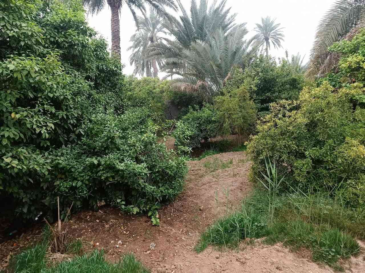 السلام عليكم بستان للبيع سند 25 المساحه 1500 متر على ضفاف نهر دجلة الموقع ديالى ناحيه جديده الشط السعر 500 مليون قابل للتفاوض التواصل الاتصال على الرقم ***********
