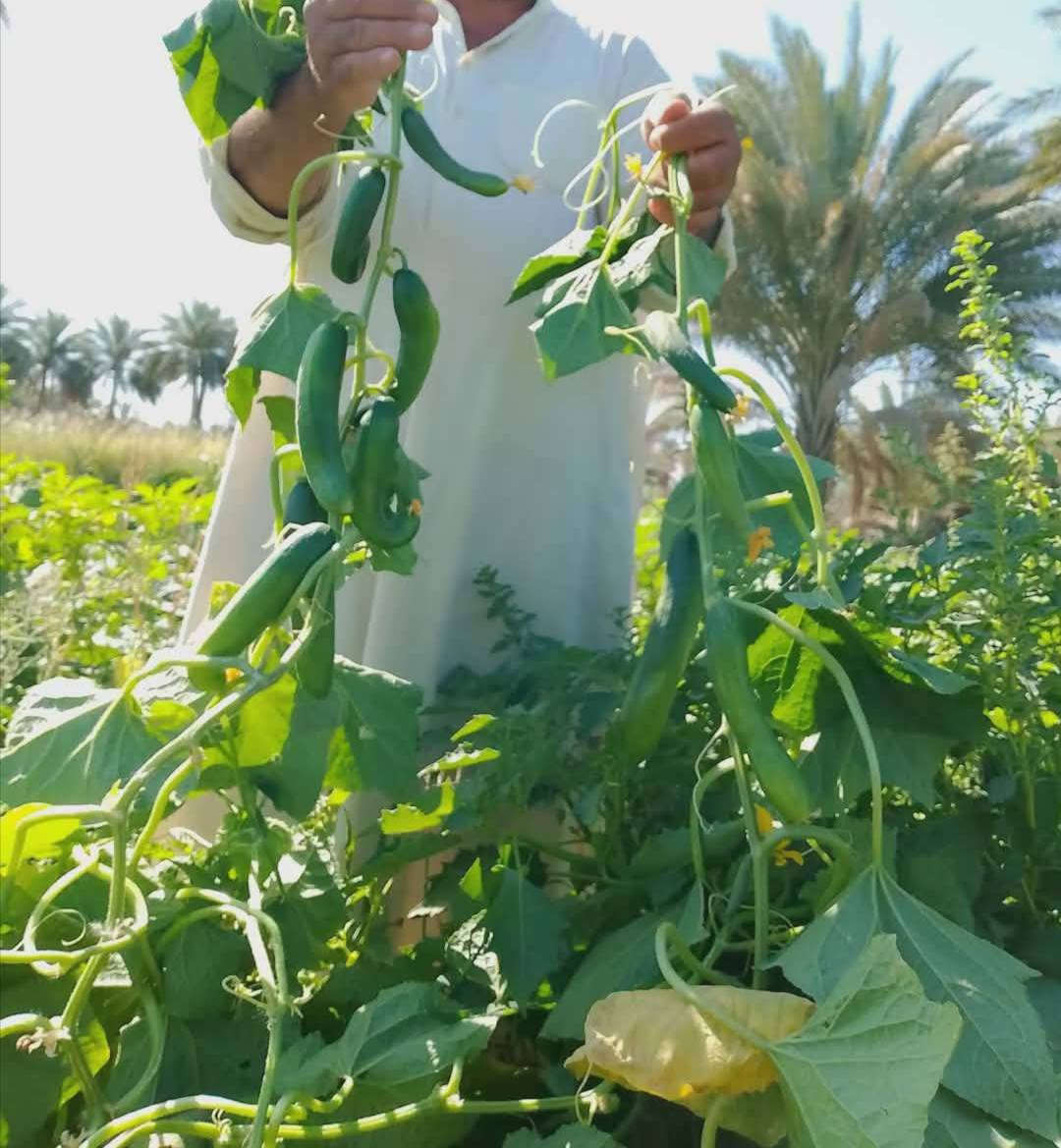 سلام عليكم متوفر دايات على شكل أطباق زراعية باذنجان سوري درجة أولى شرط الشوكي
متوفر فلفل بارد صنف البركة صنف هجين غزير الانتاج جدا شرط مغلفات وليس قواطي 

ومتوفر فلفل حار صنف امبالا صنف غزير الانتاج جدا وكذلك شرط مغلفات وليس قواطي 

ومتوفر خيار مي امريكي صنف صحاري صنف غزير الانتاج جدا ومرغوب تسويقيا كذالك مغلفات وليس قوطيه 

ومتوفر بذور بانيه حسيناويه مال الحلة معروفه متعهد بيه لحين الانتاج أطباق وبذور 

ومتوفر شجر امريكي صنف زيتي غزير الانتاج جدا جدا

ومتوفر خيار عطروزي شرط هجين مغلفات 

وكذلك متوفر طماطه صنف جويل صنف غزير الانتاج جدا جدا كذالك مغلفات وليس قواطي 

وكذلك متوفر شتلات عنب نفس الي بالصورة وكذلك توجد شتلات خوخ زيتي وكذالك توجد شتلات سدر تفاحي ارتفاع من متر وأكثر

وكذلك متوفر شتلات ورد روز ارتفاع مترين العنوان الحلة قرب مرقد السيده شريفة ع السلام

تليفون *********** علما ان هذا الرقم بي واتساب
