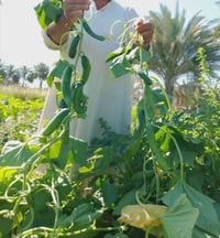 بذور وشتلات • غزير الإنتاج • الحلة