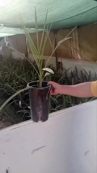 للاتصال ٠٧٨٢٦٢٧٨٢٢٤