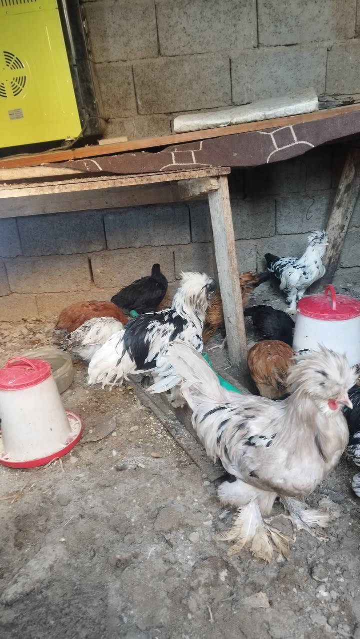 للبيع الزوج ٢٥الف
عنوان بغداد حي الجهاد الديوان 
***********

