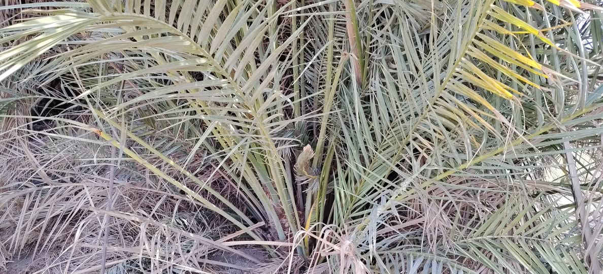 50زهدي درجه اولا شرط مطلعات
50خضراويه شرط مطلعات ومحملات من العام 

الي يريدهن يراسلني بس فلوس الشلاع 5000


**إذا كنت صاحب هذا الإعلان وتريد حذفه لأي سبب، رجاءا أرسل رسالة إلى الدعم الفني**