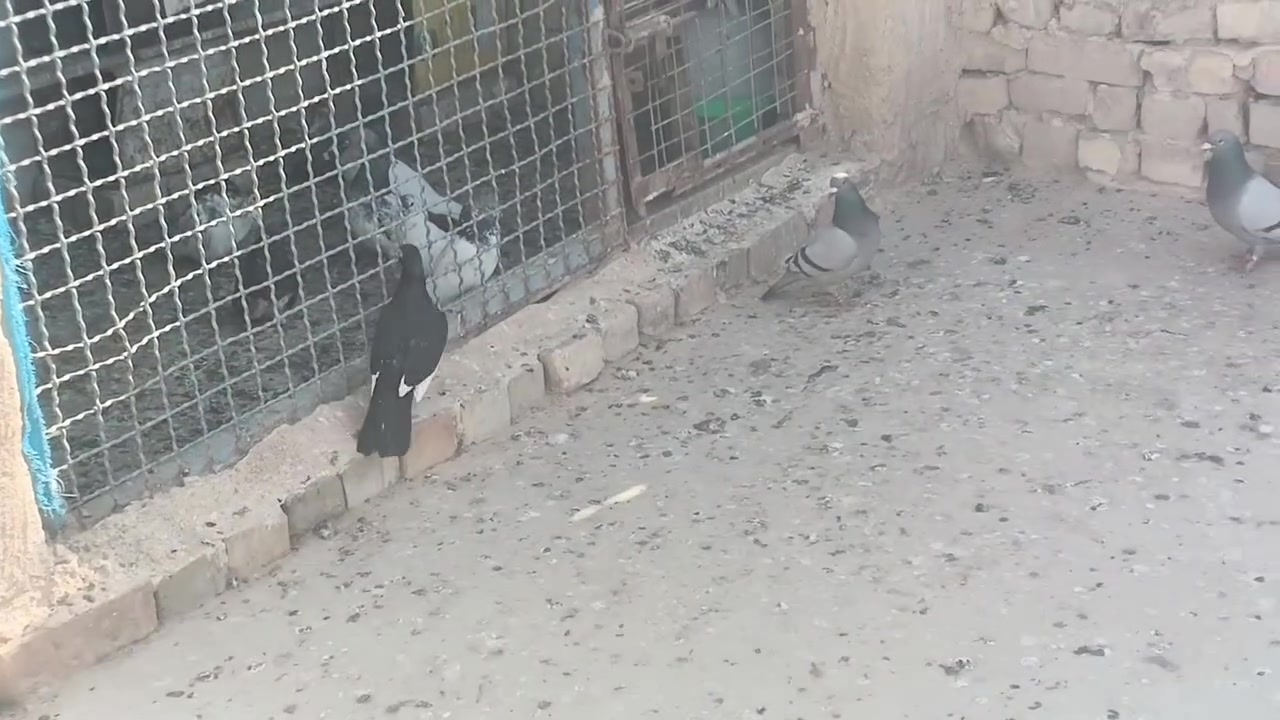 زواجل طيره وفحل  عدد 8سعر زوج 8


**إذا كنت صاحب هذا الإعلان وتريد حذفه لأي سبب، رجاءا أرسل رسالة إلى الدعم الفني**