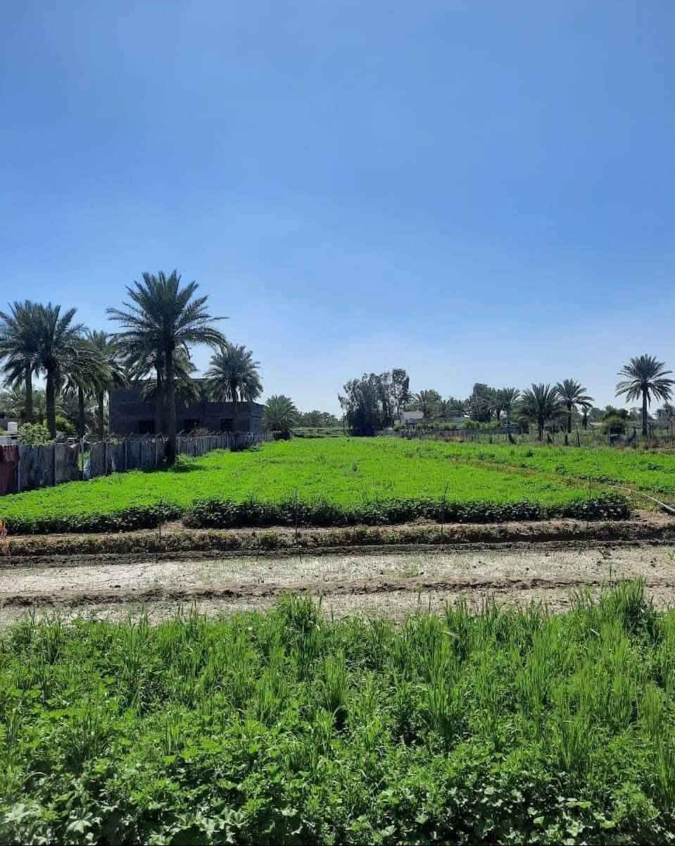 بلقرءان بلاش ومستقبلك مضمون من اول شوفتك للكاع ارض 5 دوانم طابو زراعي سند 25 كاع بسمي #بصف_شط_ذراع_دجله_وتبعد_500_متر_عن_الحولي_الدولي_الجديد_وعندي_مرتسم_الطريق_الدولي_منين_يفوت وتل التراب البلفديو هذا هوه شط ذراع وكهرباء ومي وعلى شارع سبيس وبصف الكاع سكن منطقة كامله مدارس البناء مسموح تصلح للزراعه وتكدر
وواجهة الدونم الواحد ٢٥ متر ونزال ١٠٠ متر وكل هذا الخدمات والمستقبل الحلو 
 وسعر الدونم 7 مليون وبي مجال وما أخذ منك فلس الة بعد فتح بيان بطابو والأرض بسمي وهذا تصوير الكاع منطقة الشيخ عامر التاجي ذراع دجله منطقة العيساويه قرب نهر ذراع دجله
يتوفر واتساب للرقمين
مكمل مرتسم وتثبيت حدود الكاع بس افتحلك بيان بطابو 
للستفسار الاتصال *********** واستاب
***********
