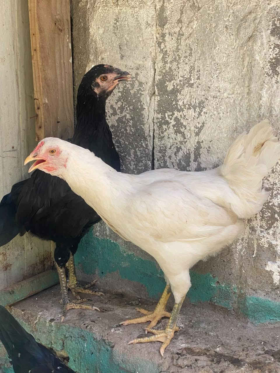 دجاج 🐓عربي 4+1الزوج 25العنوان رمادي حي الجمهوري مقابيل حديقة الثورة رقم 👇
***********
