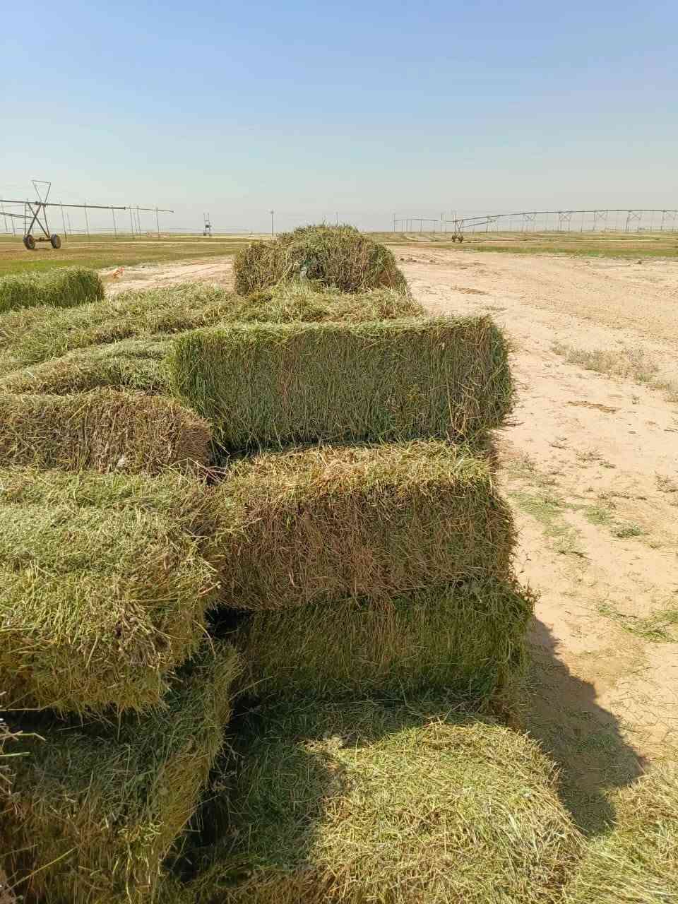 سلام عليكم 
اخوان يوجد كبس جت البيع درجه رقم 1
الكبسه سيم مو خيط ولوزن من 25 كيلو
لحد 30كيلو خوان الكبس بحاله جيده
عنوان كربلاء عين التمر *********** وتساب
