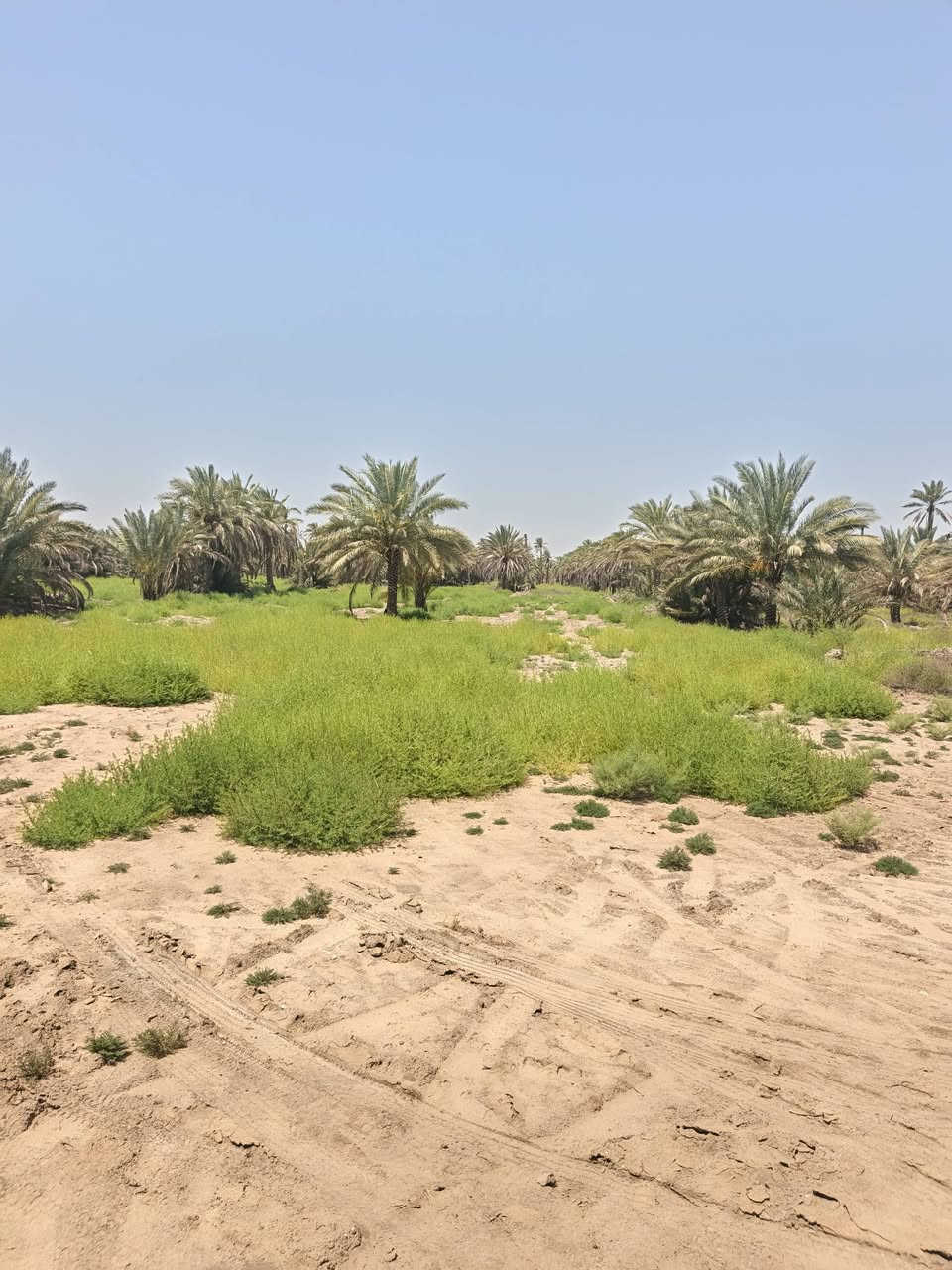 سلام عليكم
1.أرض للبيع ع التبليط مباشر بمساحه أكثر من دونم واجهه ٢٥م ونزال أكثر من ١٠٠م 
2.تتوفر في الأرض كهرباء وخط مولد وتبليط مباشر ع الأرض وماء سقي واساله 
3.وتحتوي ع عديد من أصناف النخيل وتبعد عن الدولي الجديد 4. بمسافه ٥٠م  طابو إصلاح زراعي قرار ١٧ السعر ٢٣مليون وبيها  مجال بسيط. 
5. الموقع البوعلوان مقابيل حسينيه الزهراء . 
***********

