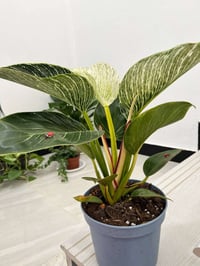 فيلو • نبات داخلي • سهل العناية