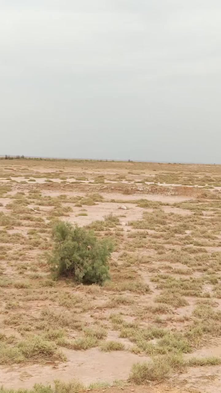 سلام عليكم اخوان اررض للبيع المساحه 113 دونم  رمله حلوه ما معقوده بيه 75 نخله كل نخله جواه فساليل اثنين ثلاثه جانن 350 شتلناهن وتركته وبيه بير وبيت الارض متروكه بل 5 سنوات ما محتاجه بفضلت كاعي مكانه العزيه  ***********
