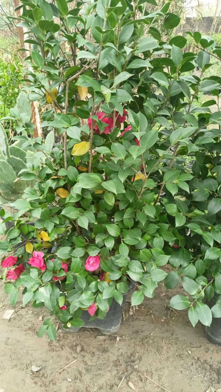 مشتل رسول الزراعي الإنتاج كافة انواع الاشجار الزينه والمثمره كلشي متوفر 
العنوان بابل لمسيب شارع ابو لجاسم نهايته قرب التفصيخ للسيارات القديمه مشتل رسول الزراعي 
***********
