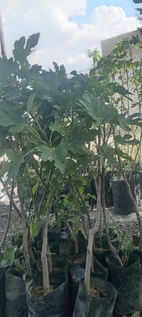 مشتل ناحية النمرود • اشجار مثمرة • ورد جوري