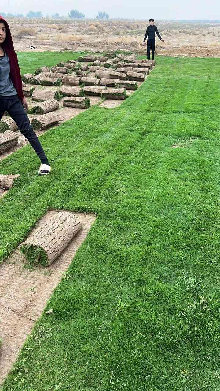 انتاج خاص بمزارعنا
حيث الجودة والسعر المناسب 

☘ثيل هندي طبيعي نوعية ممتازة🍀 مناسب للاستخدام في ( المنازل🌳_ الحدائق🌳_ الملاعب🌳_ الدوائر🌿) 

#انتاج_خاص #شكل_مثالي  #سعر_تنافسي

✨ سعر المتر يختلف للكميات الكبيرة ✨

يوجد خدمة توصيل لجميع محافظات العراق 

#ملاحظة : التوصيل مجاني ❤️

(مستعدون لتجهيز الحدائق المنزليه و الملاعب الرياضيه و المنتزهات و الدوائر الحكومية بكادر مختص مميز يجيك لباب بيتك #بأسعار #تنافسيه )
🍁للاتصال او الاستفسار  متوفر مفتوح طوال اليوم
*********** اتصال أو واتساب
*********** اتصال او واتساب
