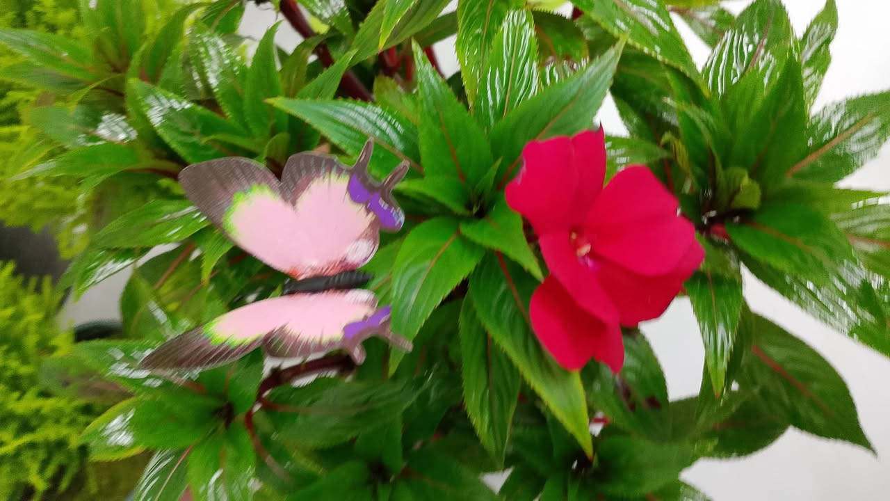 نباتات ضليه وخارجيه بأجمل الانواع
توصيل داخل كركوك ومحافظات متوفر لل استفسار راسلو صفحه


**إذا كنت صاحب هذا الإعلان وتريد حذفه لأي سبب، رجاءا أرسل رسالة إلى الدعم الفني**