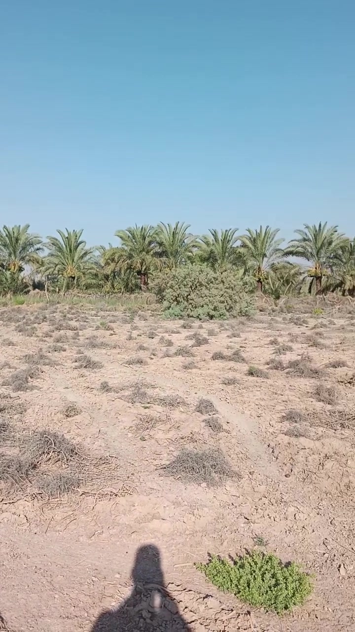 ارض للبيع قريبه عله فرع الوركاء للتواصل على الرقم  ‏‪***********‬‏
