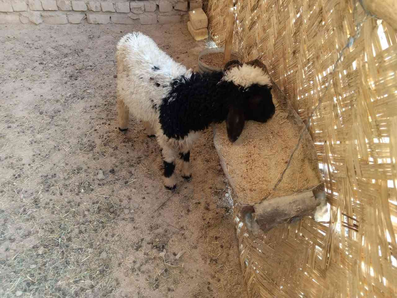السلام عليكم جمعه مباركه للجميع 

طليان ذكر ونثايه اثنين خشنات وسمان شحم ولحم 

مشروطات من كلشي مكاني بالفهود والشراي يدلل راسلني خاص وتدلل //الاسعار =

 الذكر  الخشن ب 250 بي مجال للشراي 

النثيه الخشنه ب 240 وبيهه مجال للشراي يدلل 

النثيه الزغيره ب 155 وبيهه مجال للشراي يدلل


**إذا كنت صاحب هذا الإعلان وتريد حذفه لأي سبب، رجاءا أرسل رسالة إلى الدعم الفني**
