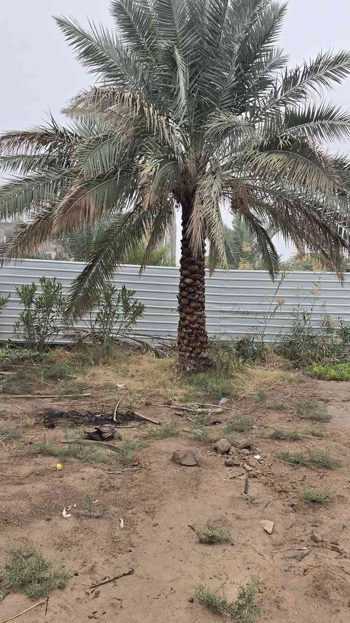 قطعه أرض للبيع مساحة 530متر مزروعه جميع نخيل برحي وبريم ام دهن انواع مختلفه  وانواع وسدار 🌴🌲🌺🌻🌷🌾🥀 مسيجه بلوك محكمه وباب سليت 🧱 وجها 25متر ونزال 20ونس نوع العقار وقف سني اصولي  العنوان بصره أبي الخصيب منطقه جيكور شارع الميناء عرض شارع 7متر جميع الخدمات متوفره ماء كهرباء مدارس جوارين ذهب ابو الخصيب القدامه سعر 38 مليون وبيه مجال الاستفسار اتصل أو وتساب ***********
