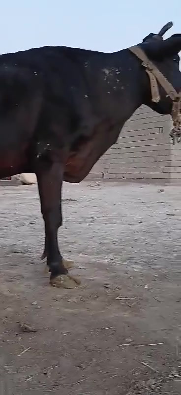 اللهم صلي على محمد وال محمد 
هوايش لجاب للبيع لعدد 2 مشروطات شروط الحليب و دسامه مشروطات شروط النصاحه وجني سعر مناسب جدن المكان بابل شوملي يوجد توصيل جميع لمحافضات حسب التفاق الرقم ***********
***********👉 بي واتساب

