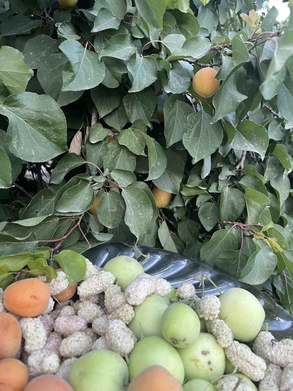 مزرعة الرضا 🍇🍇🍇🍏🍏🍏بلد
للأمانه بستان تجنن وأجواءها ريفيه وفواكه المزرعه كلها متاحه للزبون للأكل مساحتها دونمين يعني خمسه الاف متر ومتوفر كل الخدمات بيها اهلا وسهلا بضيوفنا الاعزاء
للحجز ***********
