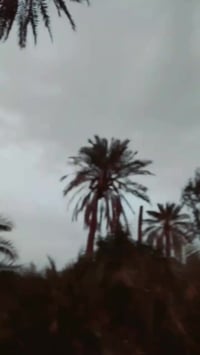 ٨١ • لحيم • سايس ٤