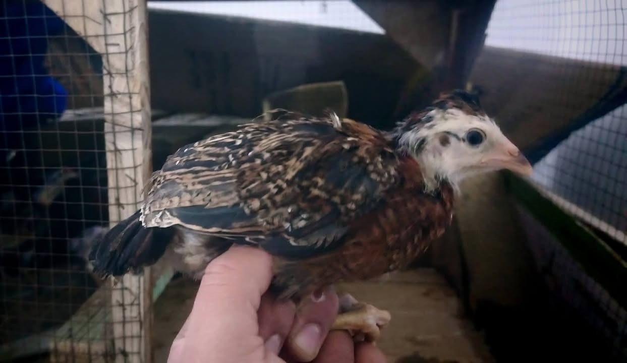 متاح للبيع وصاويص عرب اصلي وابو ركيبة وبيها هراتي العدد 190 تك  العمر من 25 يوم الى 40 يوم ابيع شلع او نظام مجموعات كل 50 تك سعرها 115 الف وبيها مجال بسيط   الشراي يدخل خاص او يتصل على الرقم ***********

مكاني حديثة يوجد توصيل حسب الاتفاق
