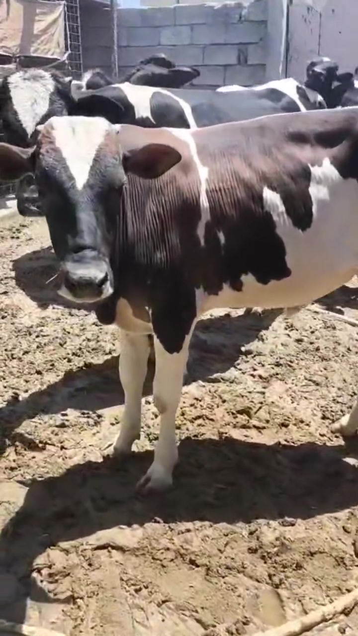 السلام عليكم
اخوان يوجد حلال للبيع 
حوالي فول مواصفات درجه اولئ خشنات فول جنس درجه اولئ بخت شراي ترهم لحم تريد ربط حوالي كامله خشانه فول العدد 10 يرهم شلع يرهم تفريد
 
اخوان حلال اضبط من تصوير 

اخوان مكان الحلال شرقاط قريه شكراً 
يوجد خدمة توصيل 
***********
