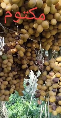 فسائل مكتوم سعر الفسيله الواحد 50 الف مع القلع 07884293286