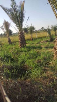 دونم للبيع في منطقة الراشدية بغداد شارع العاصفة مسيج بي آر سي ويحتوي ع...