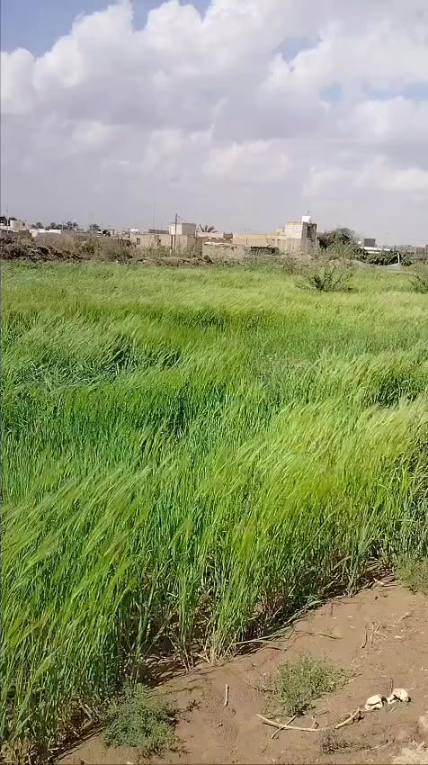 للراغبين بالاستثمار الزراعي المميز أو بناء استراحة ريفية على ضفاف الماء، نعرض لكم أرضاً بمواصفات استثنائية:
​📍 الموقع: محافظة ذي قار - قضاء الغراف - قرية آل كيطان.
🌊 الإطلالة: تقع مباشرة على شط الغراف (تبعد عن الشارع العام 40 متر فقط).
📏 المساحة: 3900 متر مربع.
​✨ تفاصيل الأرض والخدمات:
​ثروة زراعية: تضم 25 فسيلة نخل من أفخر الأنواع (برحي، شويثي أصفر وأحمر، كنطار، وأصبع العروس).
​منظومة ري كاملة: غطاس ماء (انجين) مع هوز بطول 100 متر ممتد على طول الأرض.
​وفرة المياه: سقي مباشر ومضمون من الشط.
​سهولة الوصول: موقع قريب جداً من الخدمات والشارع العام.
​💰 السعر المطلوب: 120 مليون (وقابل للتفاوض مع المشتري الجاد).
​📱 للتواصل والاستفسار:
***********
