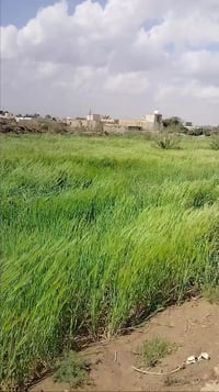 ذي قار الغراف • شاط الغراف • ٣٩٠٠م