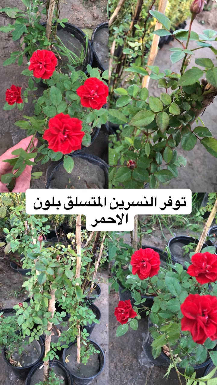 اللهم صلي وسلم على سيدنا محمد وعلى اله وصحبة وسلم تسليما.
توفر عدنا انواع مـٰن  الورود المختلفه و الحمضيات و مبيدات والمنشطات والبتموس 🤍

العنوان : بغداد /سلمان باك / قرب جامع سعد /شارع الحدادين 🤍

سوينا لكم بيج على برنامج الإنستقرام لكي نجاوب على اسئلتكم المتنوعه 

اسم البيج : بيج مشتل ابو علي الفراجي 

يوزر البيج: l0.33.m

رابط البيج:https://www.instagram.com/l0.33.m?igsh=bGZmMGw4bTN2ODZw

 

مشتل ابو علي الفراجي يرحب بالجميع 🤍


**إذا كنت صاحب هذا الإعلان وتريد حذفه لأي سبب، رجاءا أرسل رسالة إلى الدعم الفني**