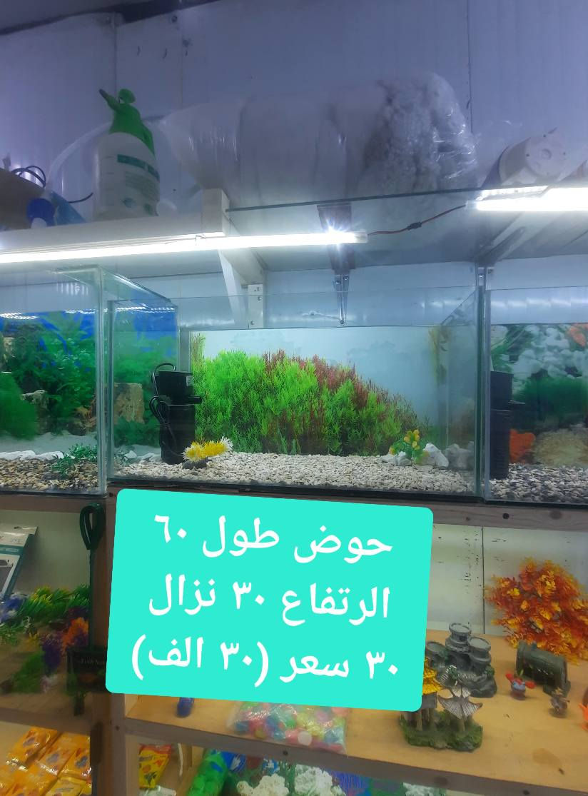 احواض الزينه كل حوض وتفصيله وسعره بلصوره واي ستفسار رسلني او اتصل ***********  مكاني بدايه كورنيش سرايه قرب المشاتل عمارة, ميسان
