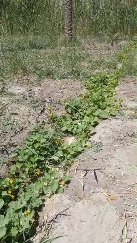 قطعه ارض للبيع 400متر العنوان كربلاء لحسينيه شارع سيده زينب فلاحه ملاجه لبيع قرب مصطفى خان  *********** صاحب كاع مكلف با نشر
