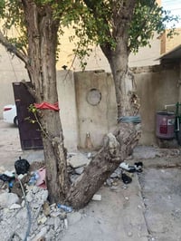 شجرة • للشوي • فحامة
