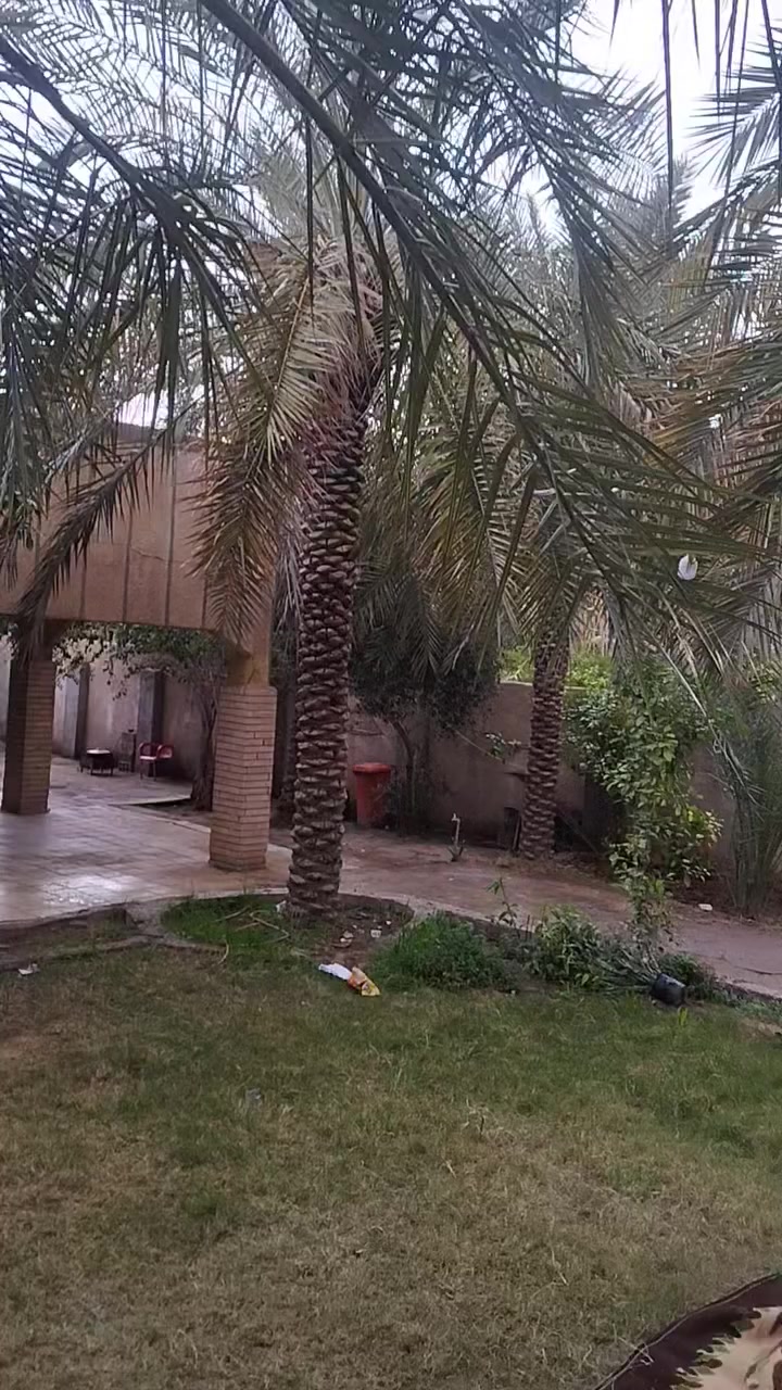 سلام عليكم دايوان نفخ مديل ٢١ طالعه بل ٢٢ وراق ستنساخ وبيهه ورقة كمرك دراجه تخبل كله شغاله محرك ١٥٠ اخرس  سعر 950 بيه مجال شراي اتصل *********** مكان حله العلويه شريفه
